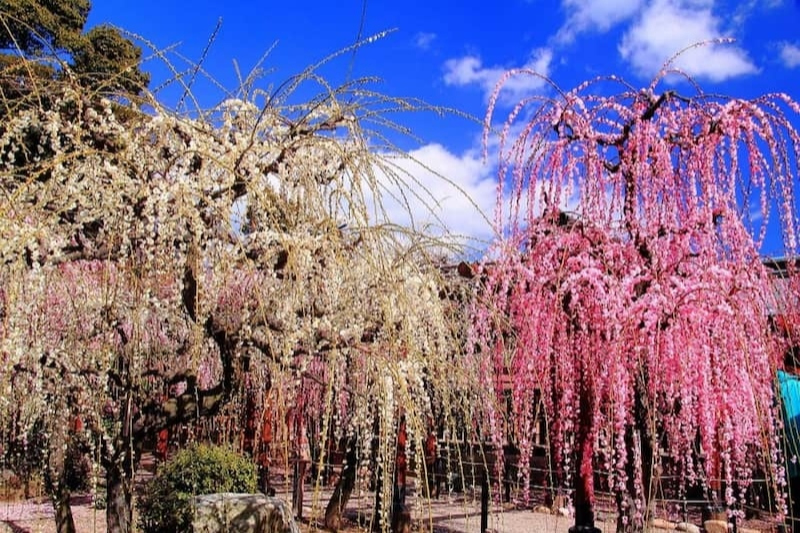 梅園全集 2023年】全国の梅が綺麗なおすすめ名所スポット5選【梅まつりも紹介