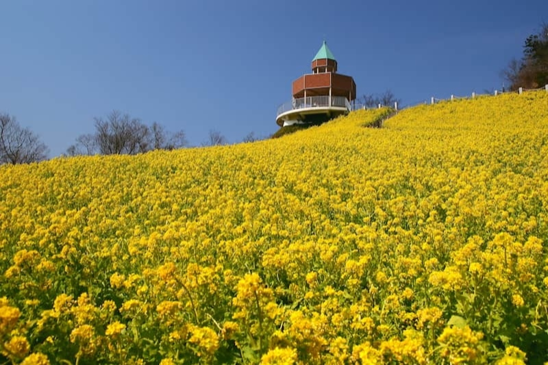 全国】絶景が一面に広がるおすすめの花畑スポット6選｜ZEKKEI Japan