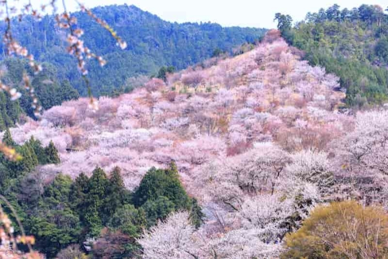 見渡す限りピンク一色！世界遺産「奈良・吉野山」で見る神秘的な桜の