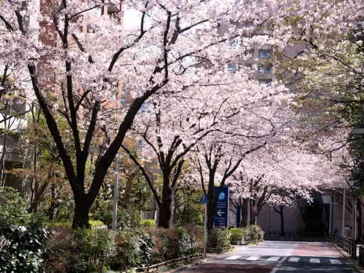 六本木さくら坂