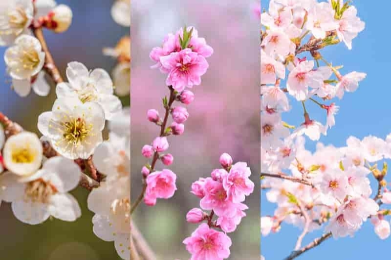 梅と桜 写真でわかる! 梅、桃、桜の花の見分け方｜ZEKKEI Japan