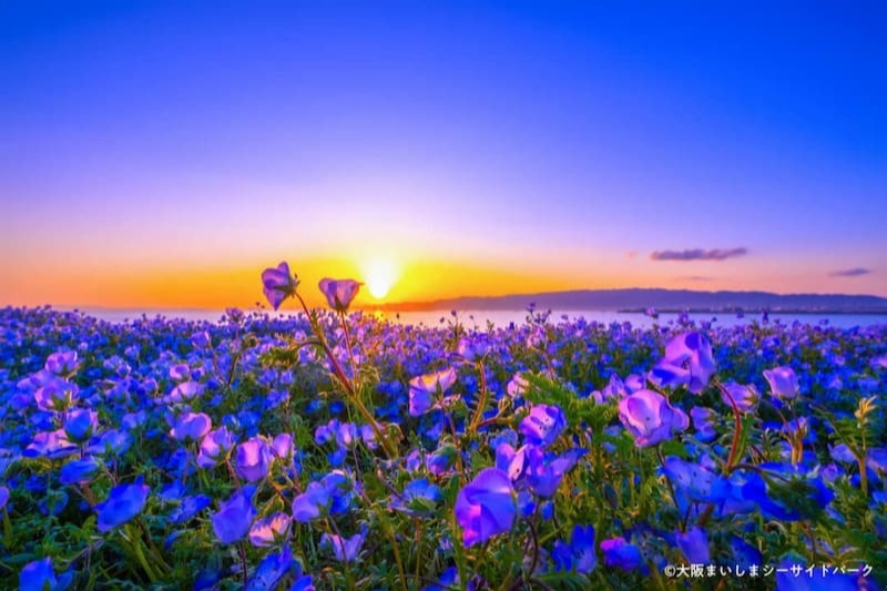 Wakasa Seaside Park (2025) – Best of TikTok, Instagram & Reddit