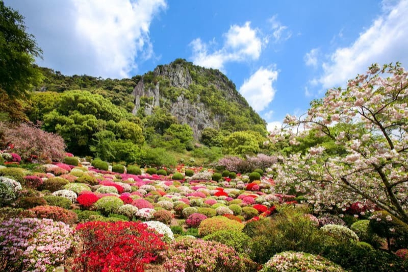 櫻の園 We have some cherry trees blooming at Hakone Estate and