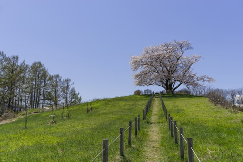 One Cherry Tree One cherry tree in Tameuchi | Hachimantai City, Iwate Prefecture Access ...