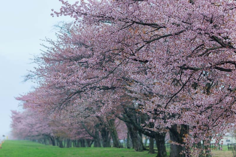 2024年】4月から6月におすすめの北海道の絶景10選｜ZEKKEI Japan