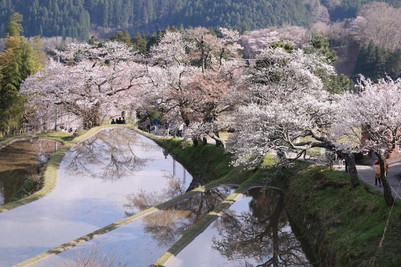 三多気の桜