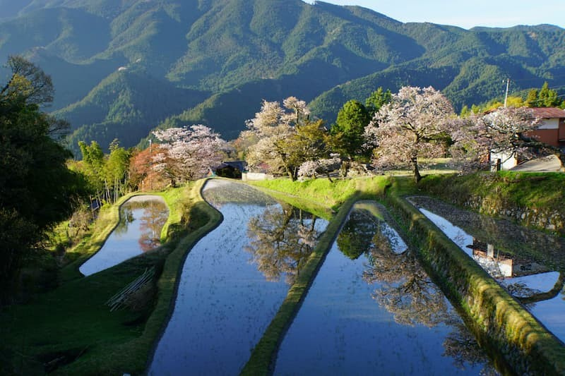 三多気の桜