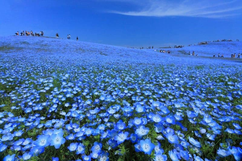 5 breathtaking flower spots you must visit when you come to Japan