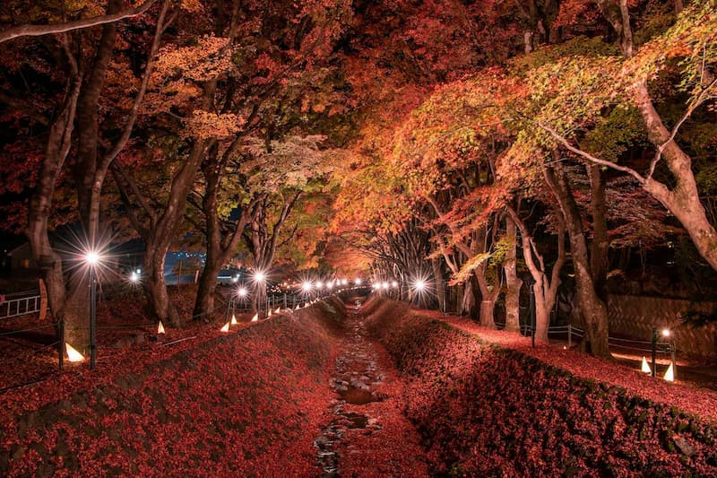 日本で必ず行くべき紅葉スポット5選｜ZEKKEI Japan