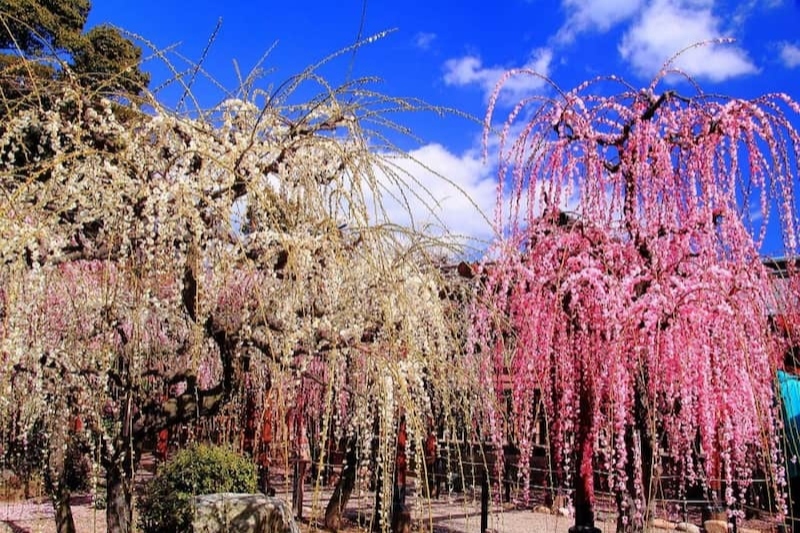 2023年】全国の梅が綺麗なおすすめ名所スポット5選【梅まつりも紹介