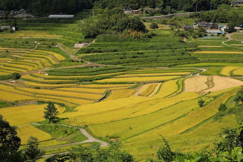 大和田 adidas 25Q1 TOKYO W JI0182 オフホワイト/コアブラック/ゴールド