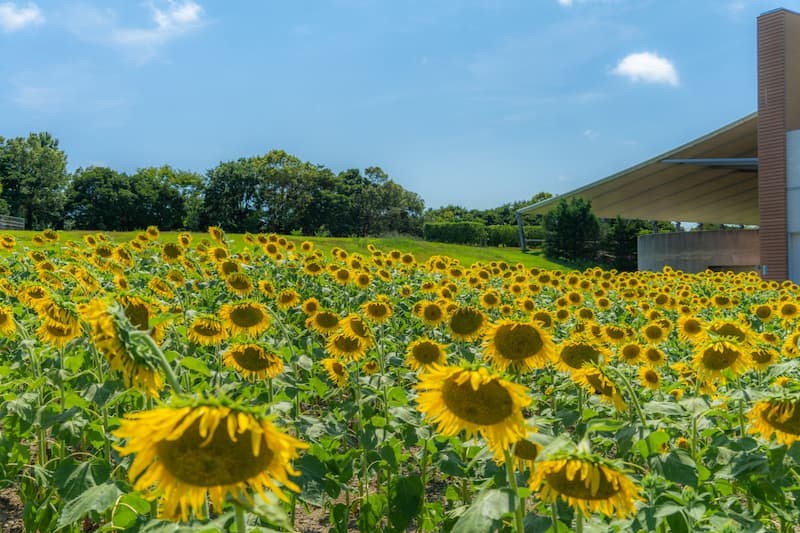 滨名湖花园公园