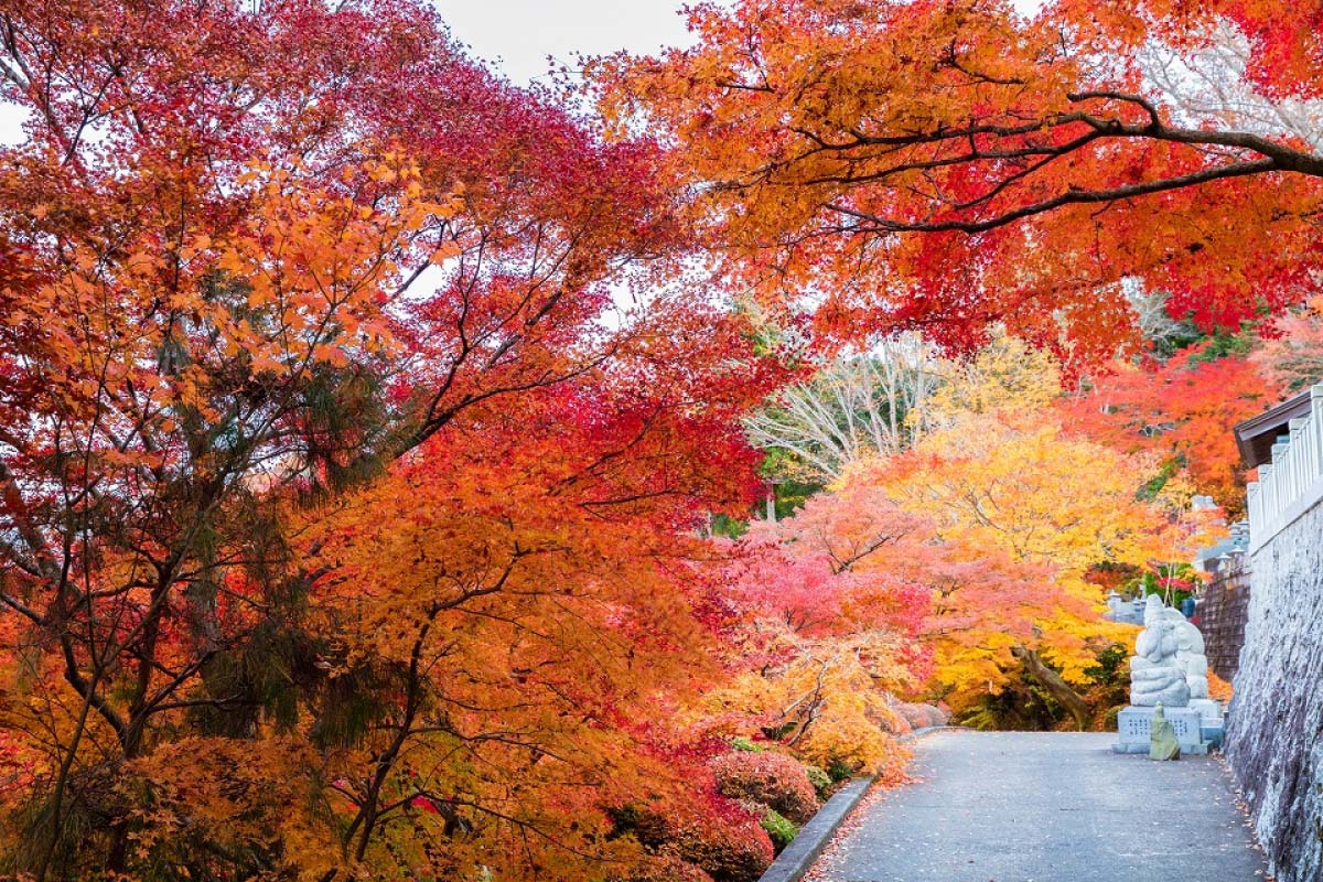 2024年版】日帰りで行ける！関東の紅葉絶景が見れる穴場スポット12選