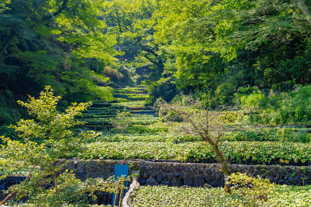 中伊豆的旅遊景點 絕景日本 1 0