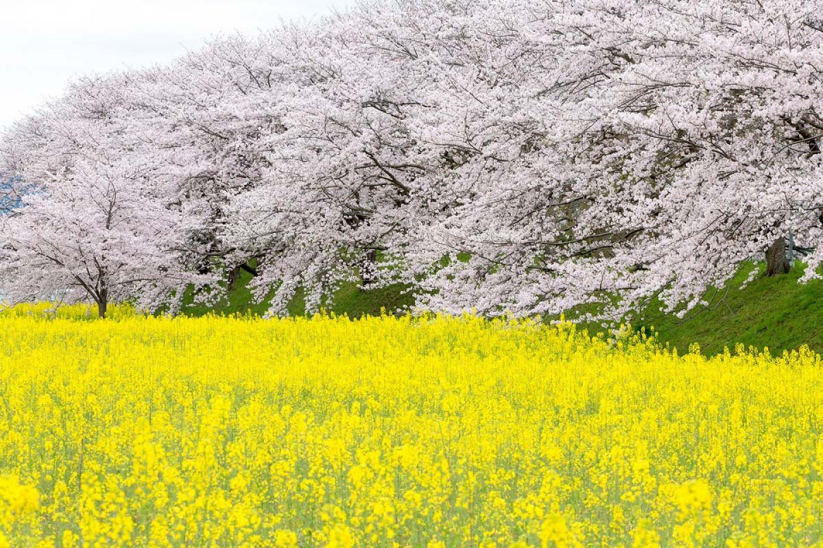 掛軸 馬場汀舟作  「春前柳葉銜春翠雪裏梅花帯雪妍」860 掛軸 馬場汀舟作 「春前柳葉銜春翠雪裏梅花帯雪妍」860 - メルカリ