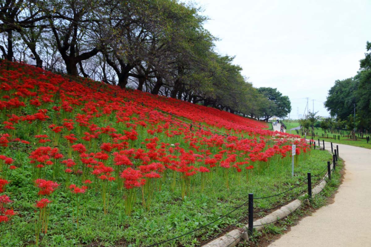 妖豔絕美的異界絶景 日本 曼珠沙華絕景 10選 絕景日本