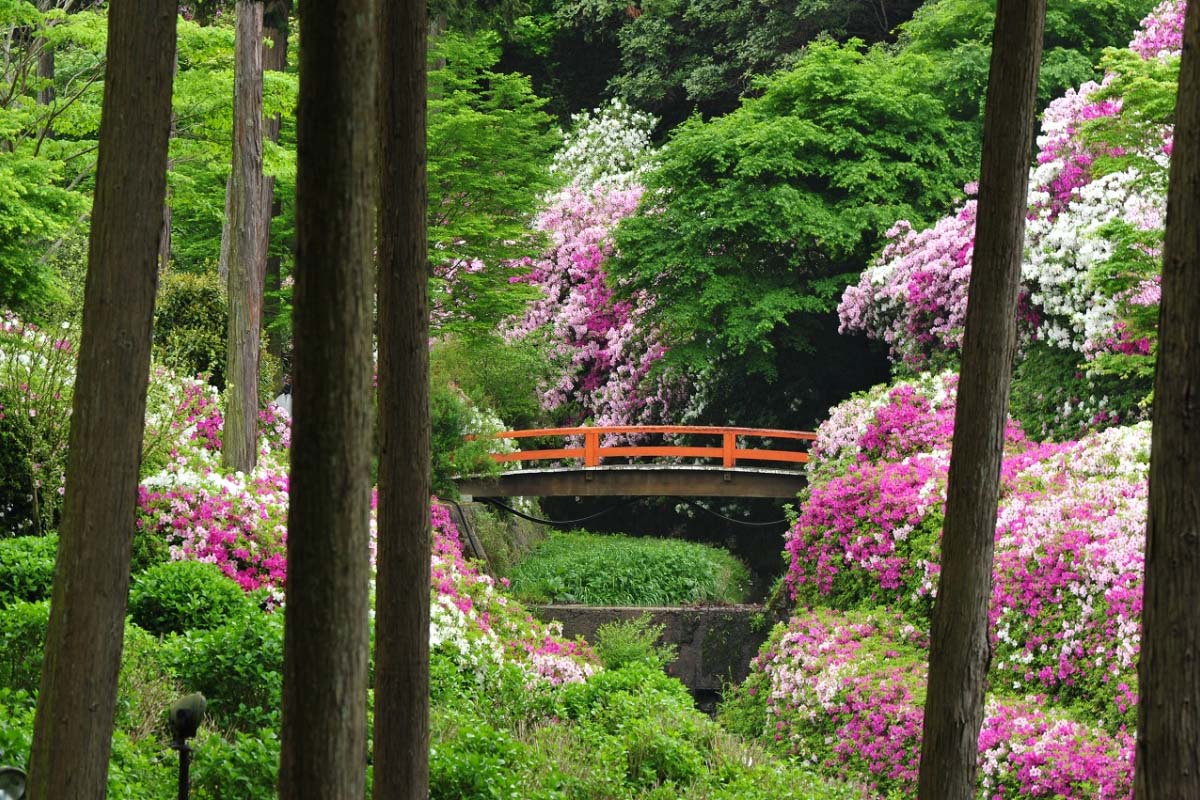 目の覚めるような鮮やかさ！晩春を彩るツツジの絶景5つ｜ZEKKEI Japan