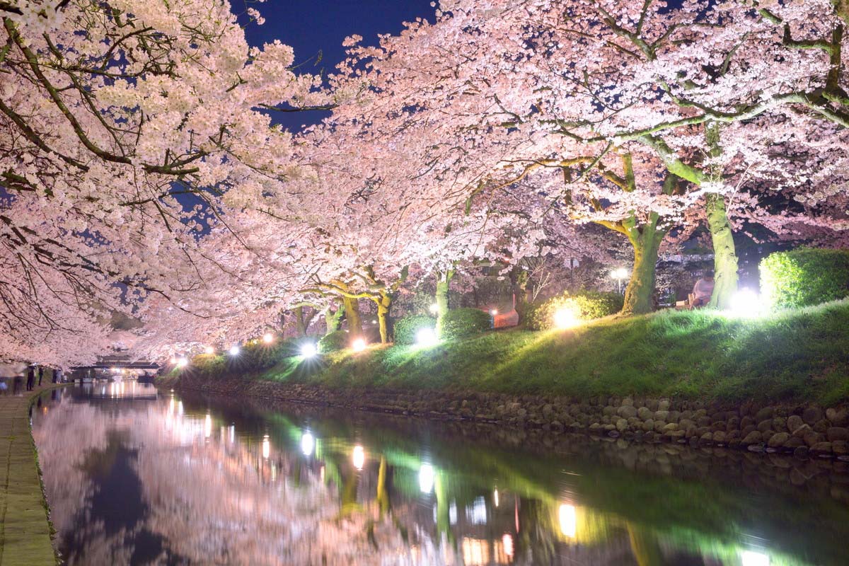 満開間近 眺めてよし 歩いてよしの桜トンネル7選 Zekkei Japan