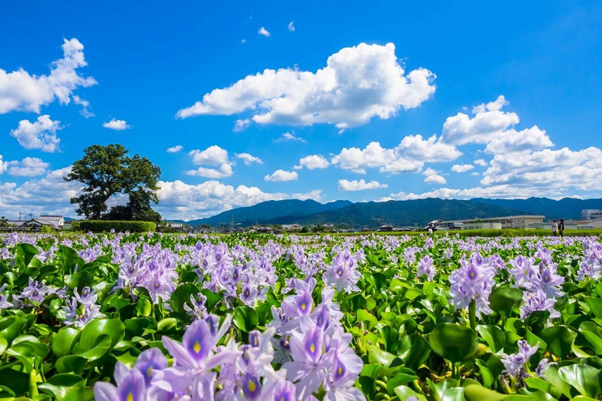 9月におすすめの絶景スポット12選！日本国内で秋を感じよう｜ZEKKEI Japan