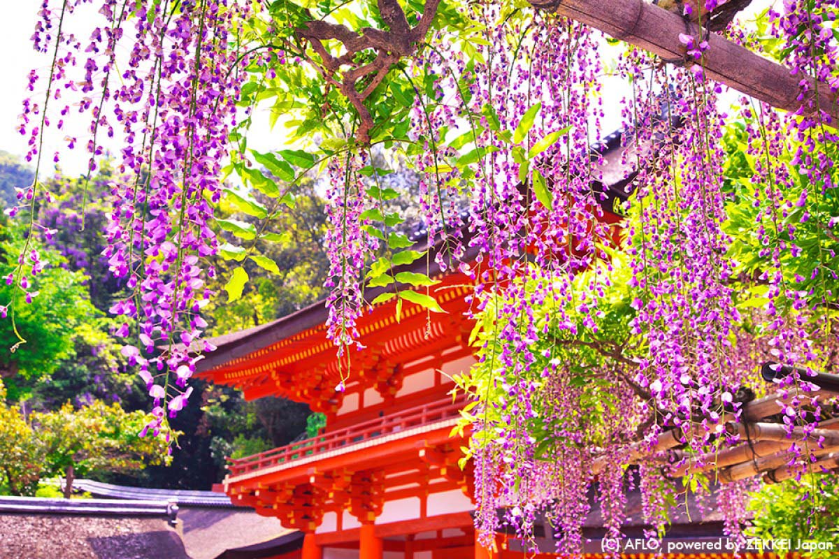 日本旅行のアドバイス】神社でお詣りしてみよう！第2回 ―神様の手伝い