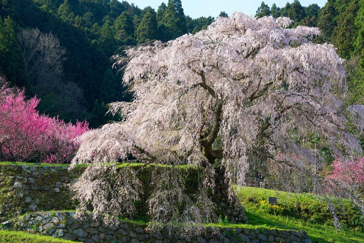 桜と風景の日本画・長命寺之境内 2021但馬桜だより～春を彩る桜風景を楽しみながら与布土川沿いを