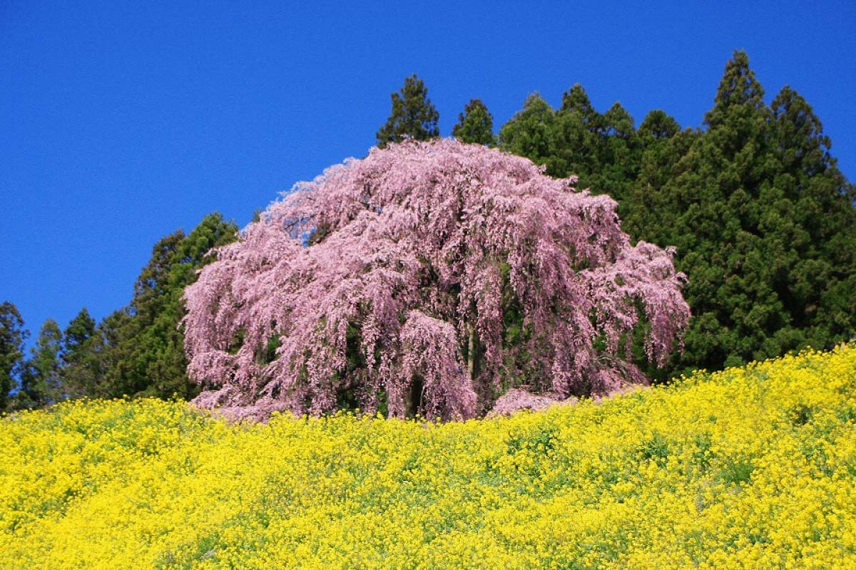 春爛漫！菜の花とのコラボレーションが美しい絶景5選｜ZEKKEI Japan