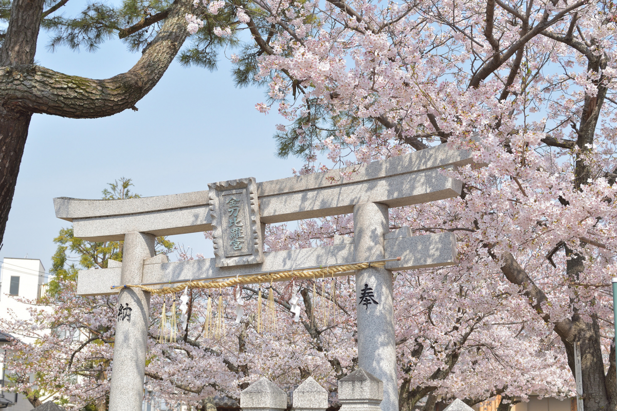 速報】2021年 桜の開花予想｜日本全国の桜スポット24選もお届け