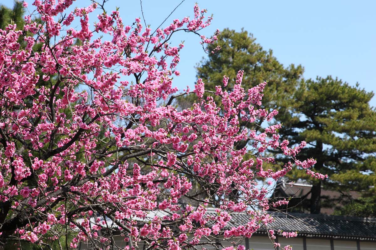 梅と桜 写真でわかる! 梅、桃、桜の花の見分け方｜ZEKKEI Japan