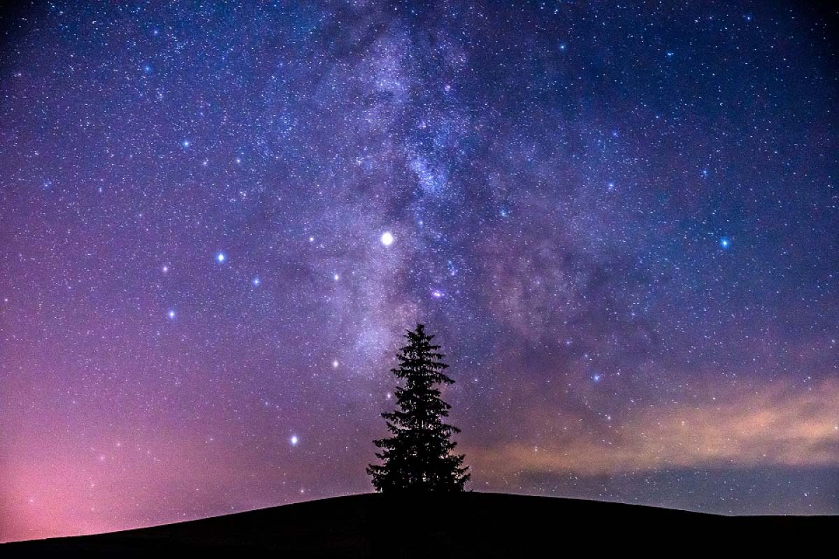 Tree of Christmas (Tree)