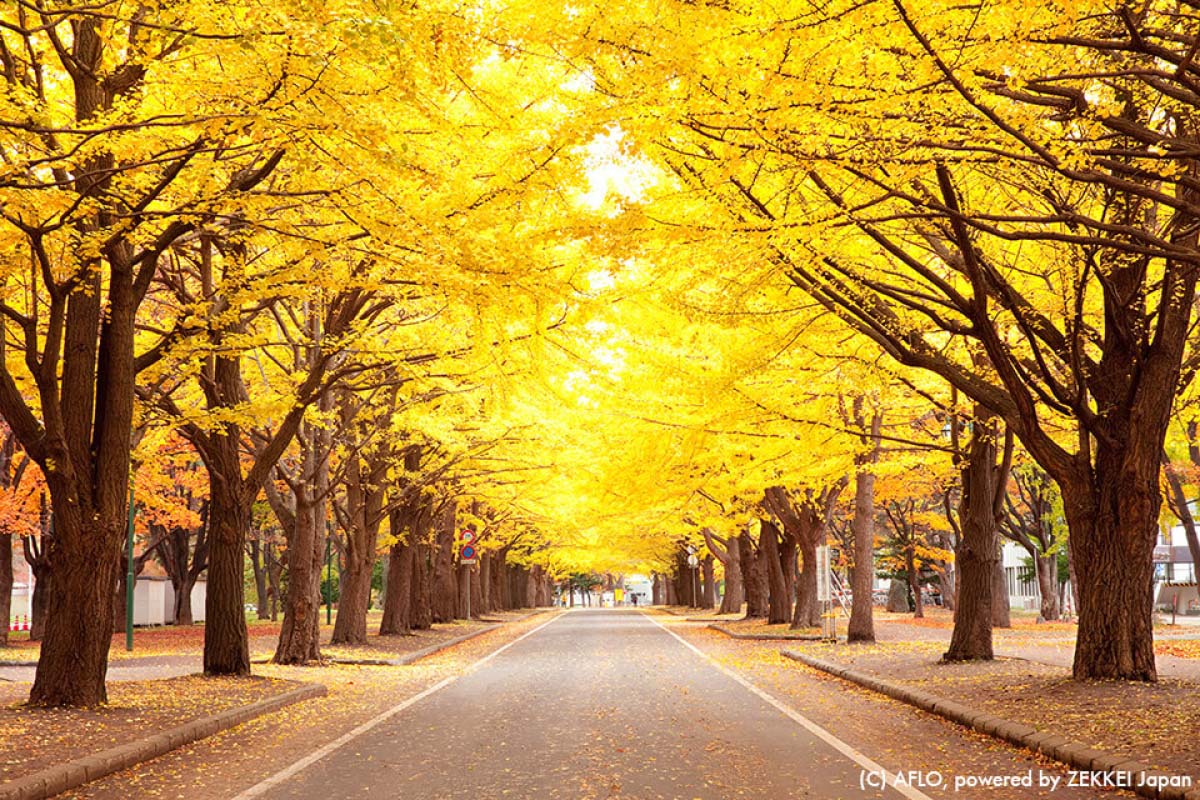 この秋おすすめ！「札幌」の紅葉名所6選｜ZEKKEI Japan