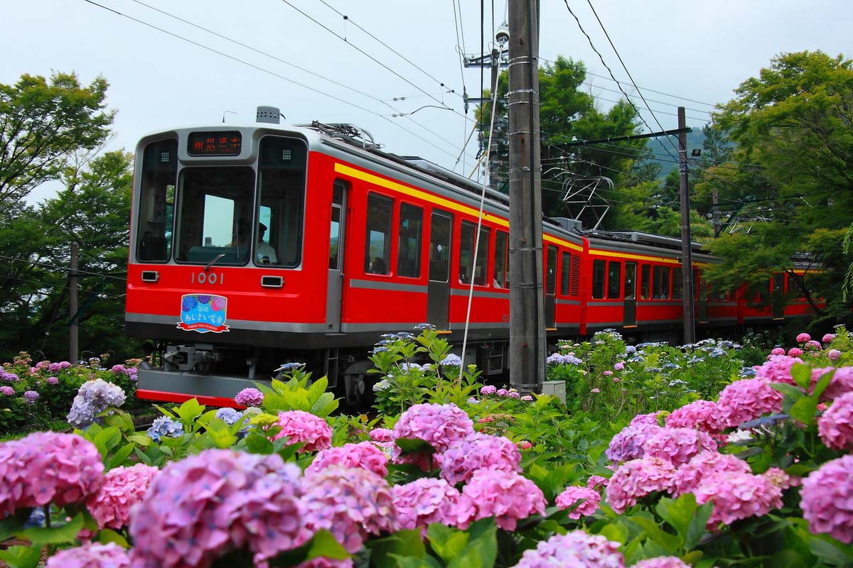 梅雨だからこそ美しい！雨の雫滴る紫陽花スポット特集～東日本編