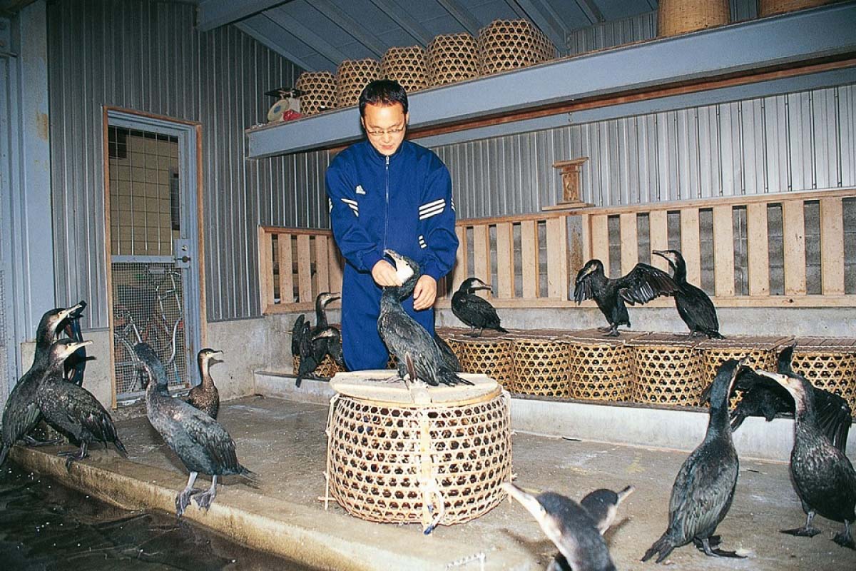 夏の風物詩！ぎふ長良川鵜飼を楽しむための裏話7つ｜ZEKKEI Japan