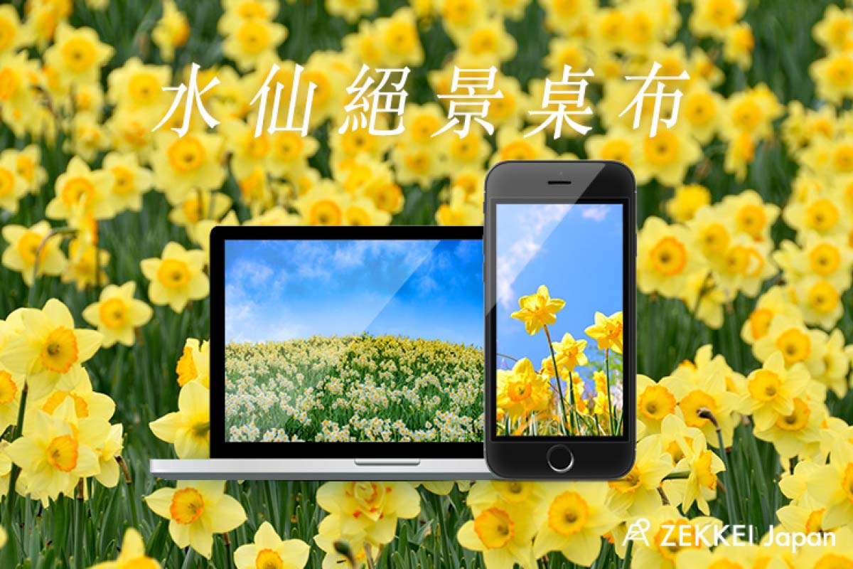 絕景桌布 早春閃閃發亮小星星 水仙 絕景桌布大公開 絕景日本