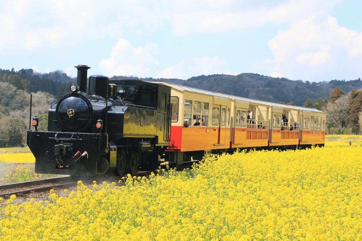 春爛漫！菜の花とのコラボレーションが美しい絶景5選｜ZEKKEI Japan