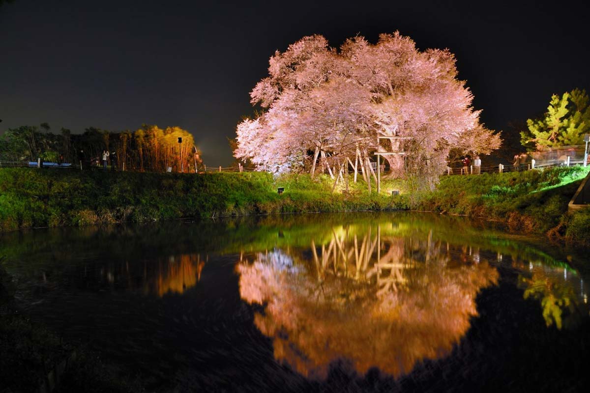 Breaking news] 2019 Cherry blooming forecast and 24 cherry