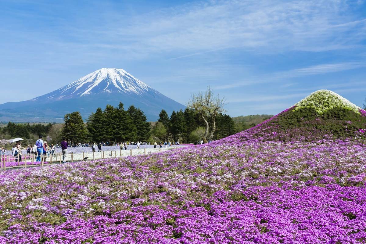5 shibazakura (moss phlox) great views: flower fields like a dream