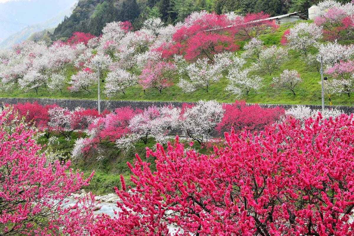 天然珊瑚彫刻の鯉のぼり４点まとめ 楽天市場】こいのぼり 徳永鯉 鯉のぼり 単品 0.8m 真・太陽 黄金