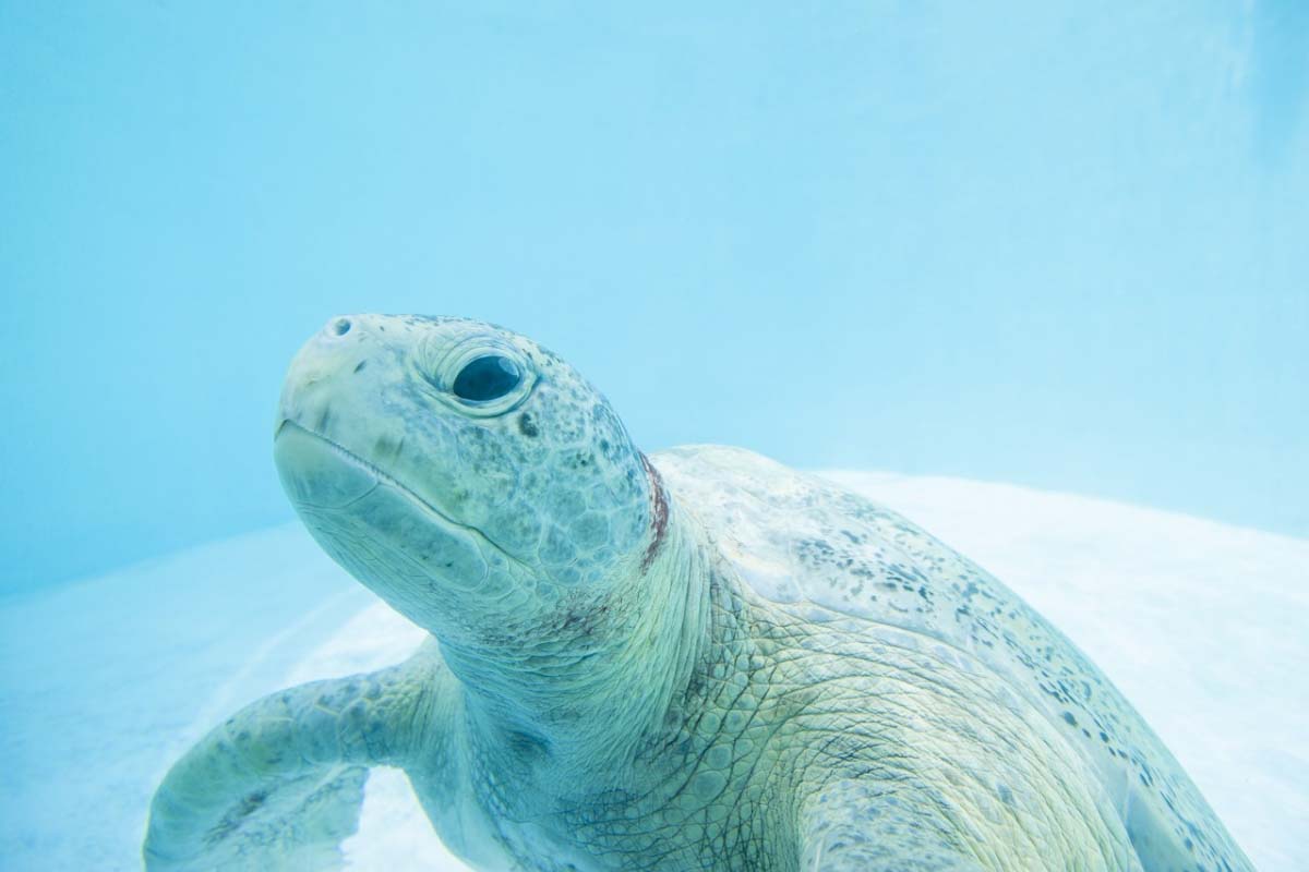 Churaumi turtle