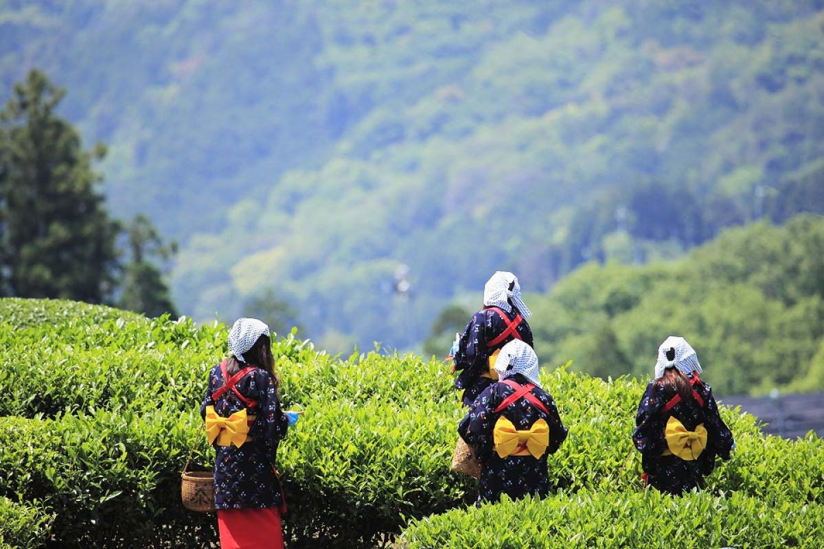 5月は新茶のシーズン 日本5大銘茶と新茶の楽しみ方 Zekkei Japan