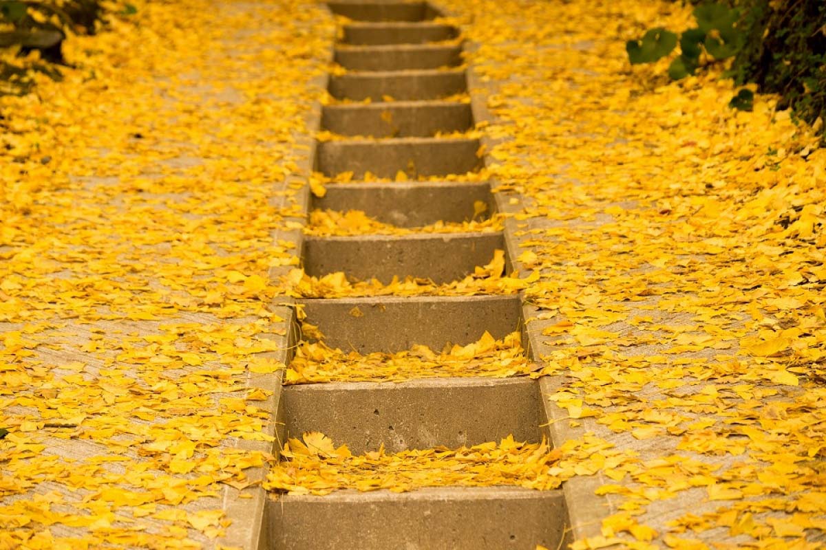 3. Thousand Ginkgos (Senbon Ichou) of Tarumizu(Kagoshima)