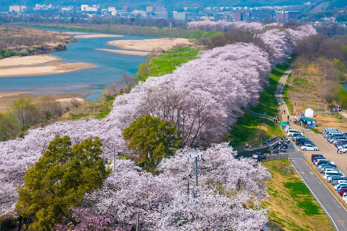 速報 日本櫻花開花預測 精選24處賞櫻景點 滿開時間整理 絕景日本 速報 日本櫻花開花預測 精選24處賞櫻景點 滿開時間整理 絕景日本