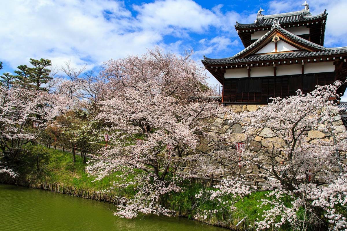 春はすぐそこ！3月に旅行に行きたい日本の絶景スポット7選｜ZEKKEI Japan