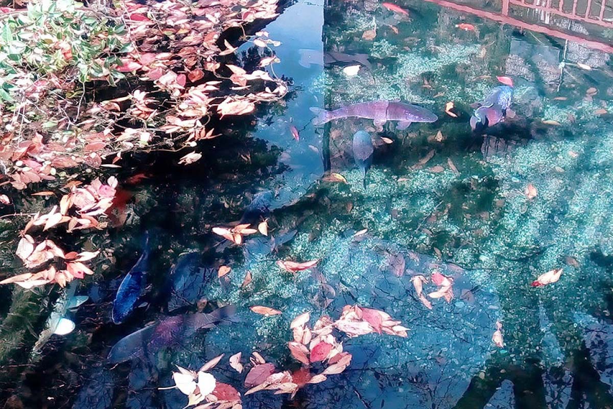 東京都あきる野市にある『モネの池』のような2つの湧水池｜ZEKKEI Japan