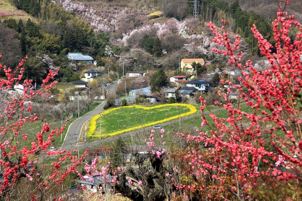 春爛漫！菜の花とのコラボレーションが美しい絶景5選｜ZEKKEI Japan