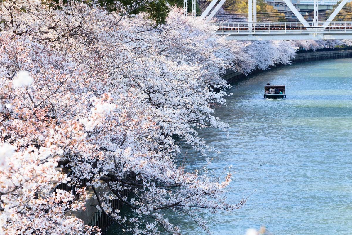 5 best cherry blossom spots in Osaka this year｜ZEKKEI Japan