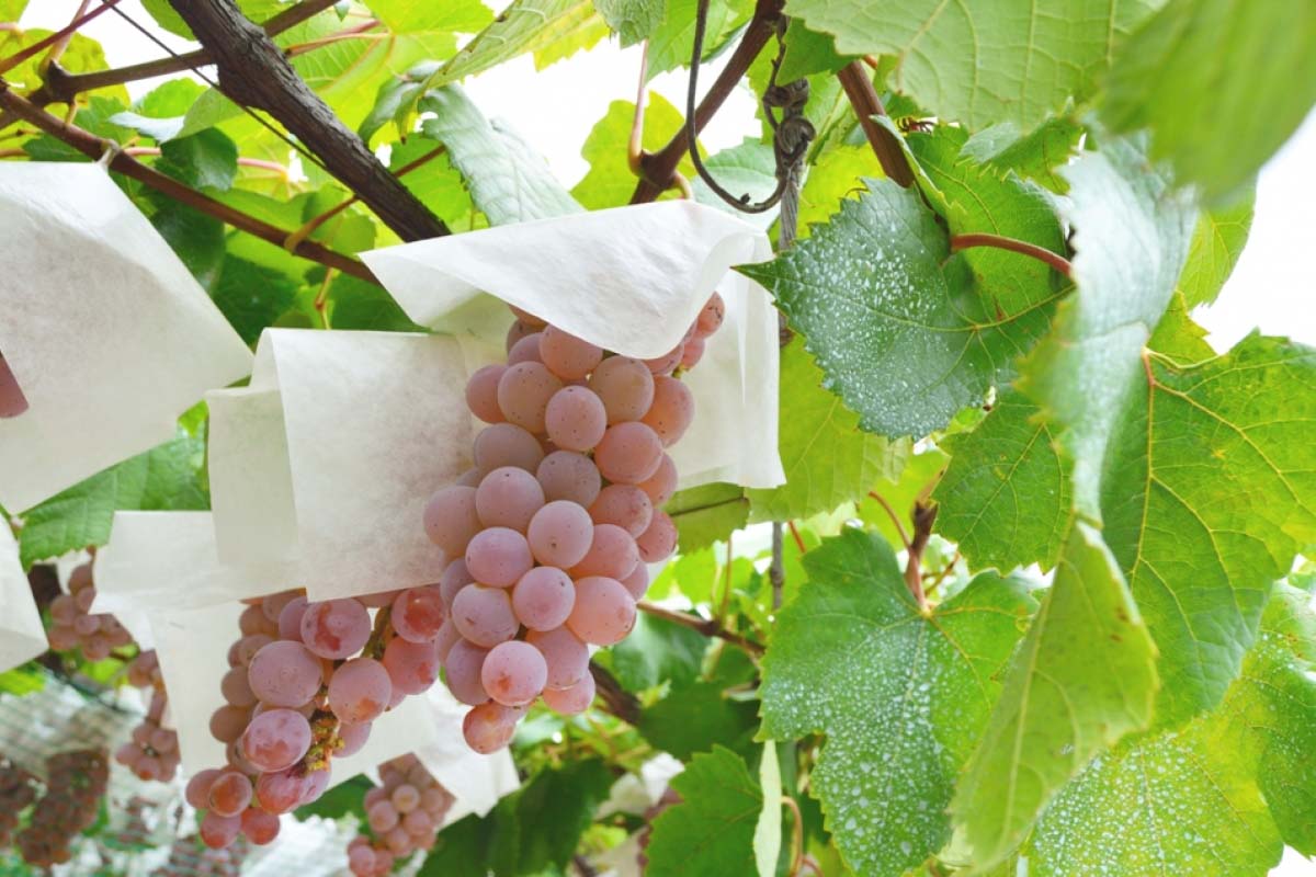 山梨縣特輯 你知道山梨縣人是全日本最多姓渡邊的人嗎 絕景日本