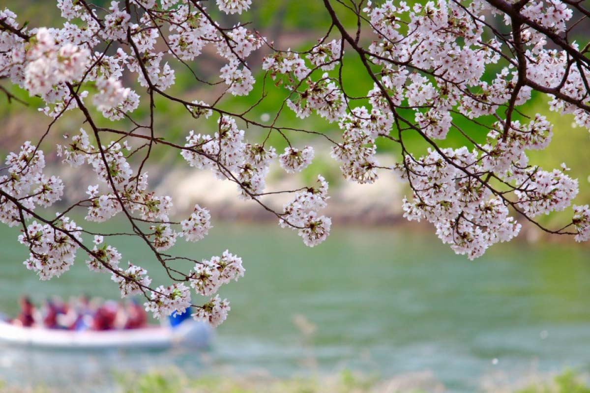 京都の桜は船上から愛でる！おすすめお花見船5選｜ZEKKEI Japan