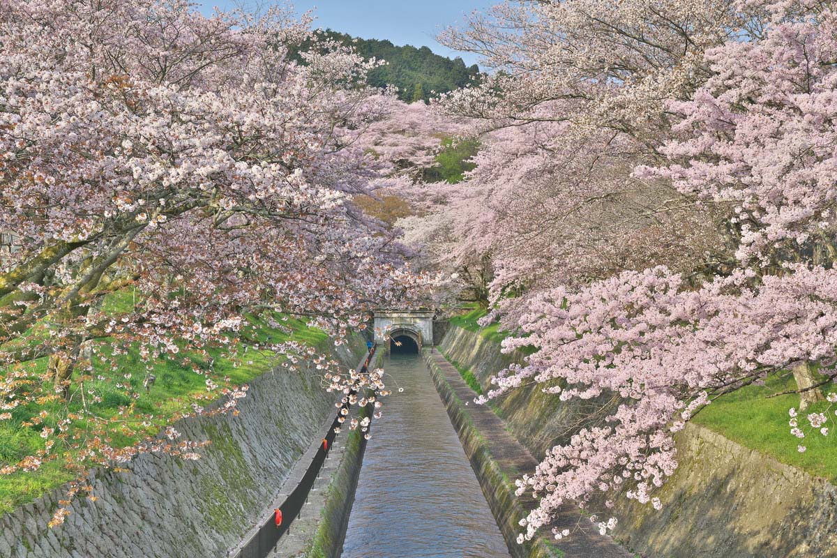 満開間近 眺めてよし 歩いてよしの桜トンネル7選 Zekkei Japan