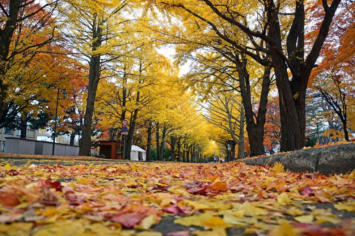 5. Hokkaido University Ginkgo Avenue(Hokkaido)