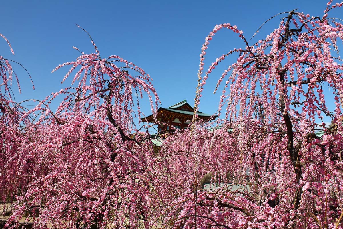 日本考生考前拜拜何處去 精選5大求學神社 不出門也能把好運送到家 絕景日本